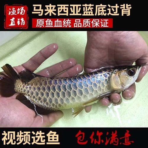 哪里有賣金龍魚魚苗的地方