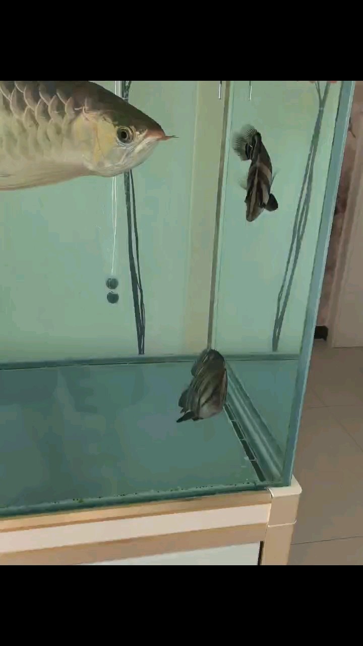 吃貨