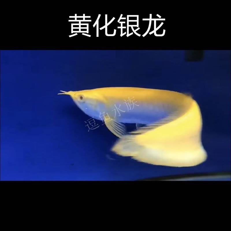 銀龍魚多久產卵正常(銀龍魚多久產卵正常圖片)