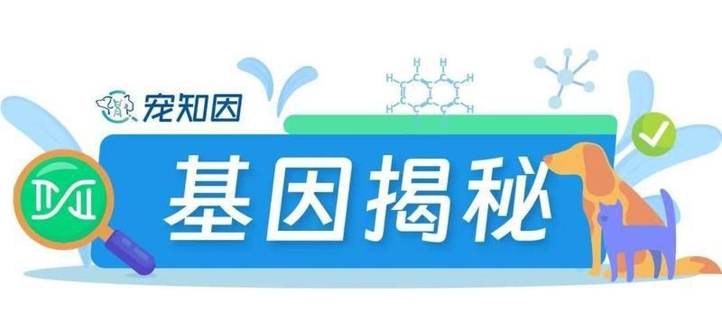 紅線黑影道人公母區(qū)別