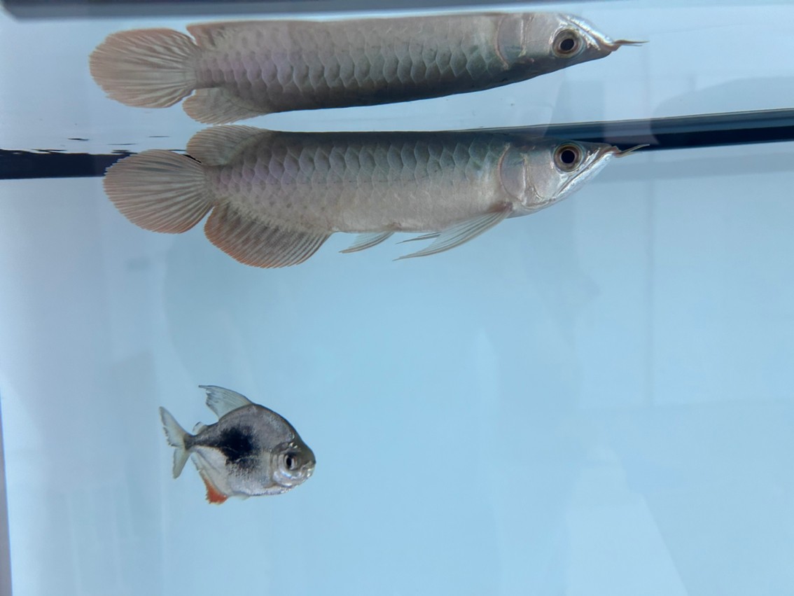 20紅龍，給看看品質，謝謝 20紅龍，給看看品質，謝謝 龍魚論壇 第3張