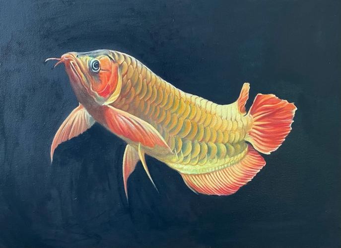 金龍魚壁紙圖片大全大圖高清