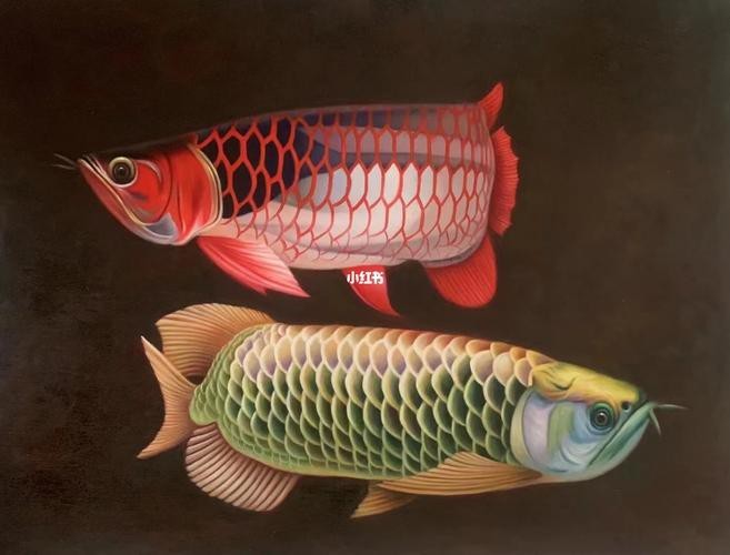 金龍魚壁紙圖片大全大圖高清
