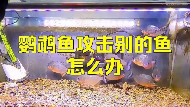 帝王魚和鸚鵡混養會打架嗎 帝王魚和鸚鵡混養會打架嗎 龍魚論壇 第3張