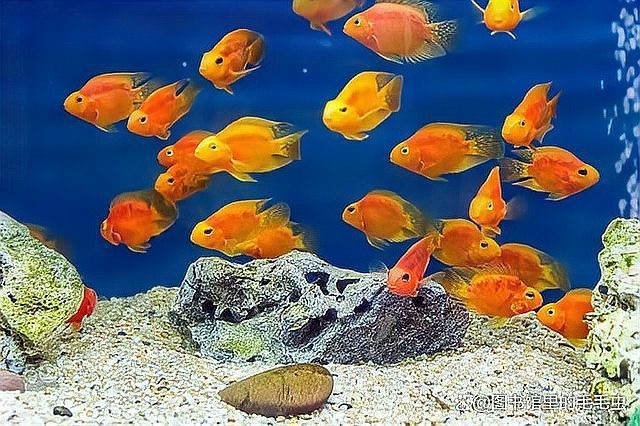 帝王魚和鸚鵡混養會打架嗎 帝王魚和鸚鵡混養會打架嗎 龍魚論壇 第5張