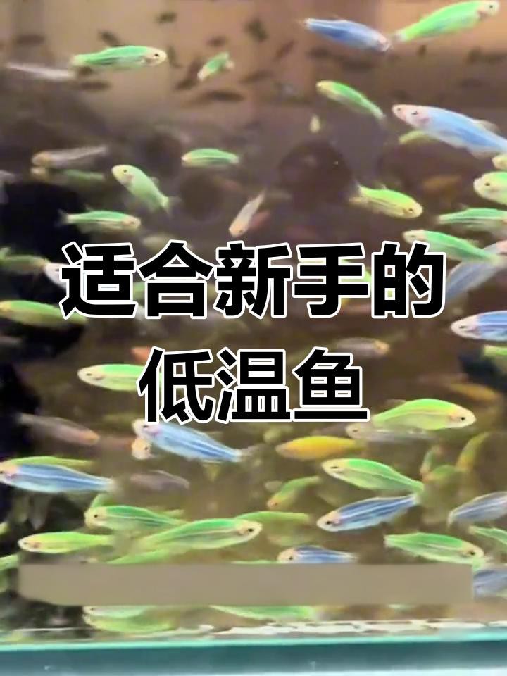1.2米魚缸養什么魚好打理呢