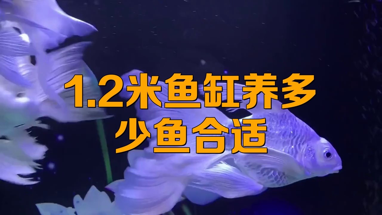 1.2米魚缸養什么魚好打理呢