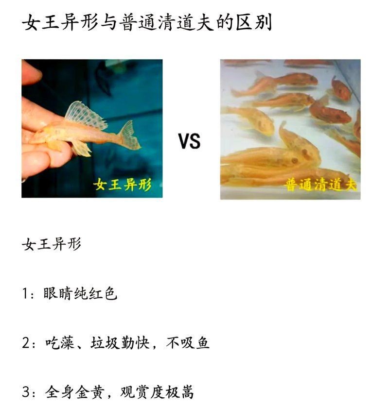 紅眼女王大帆魚好養嗎 紅眼女王大帆魚好養嗎 龍魚論壇 第3張