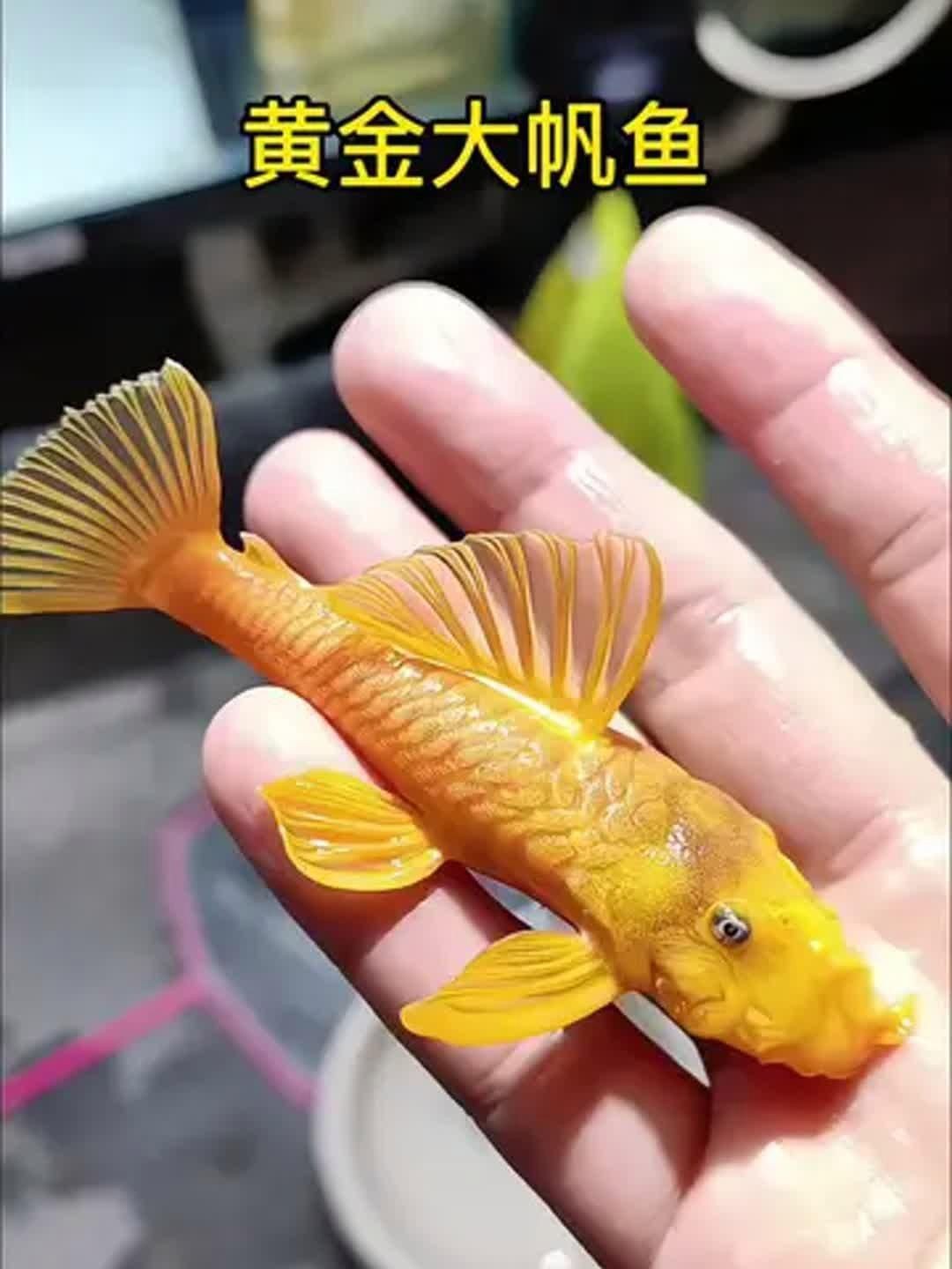 紅眼女王大帆魚好養嗎 紅眼女王大帆魚好養嗎 龍魚論壇 第11張