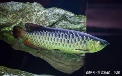 雅安市在水一方養殖專業合作社（雅安水廠）
