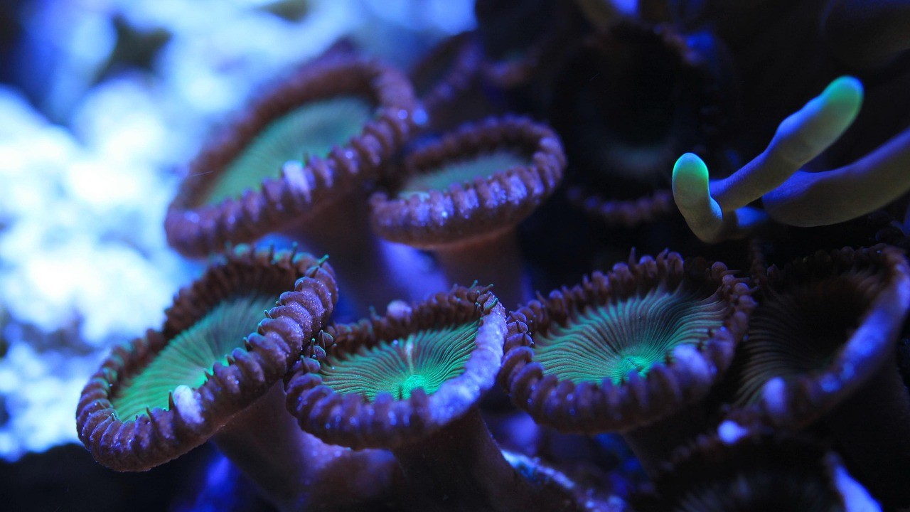 水族館魚類目錄大全
