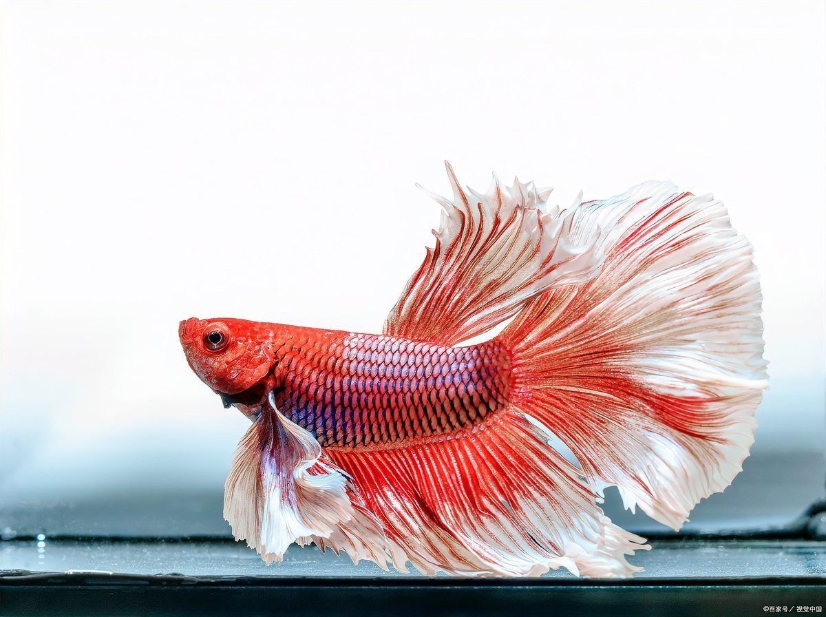 斗魚最<strong><mark>吉利</mark></strong>的三個顏色