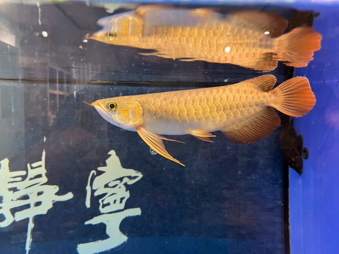 入缸半年記錄一下