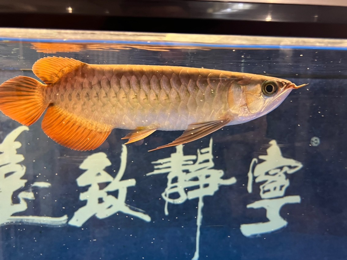 入缸半年記錄一下