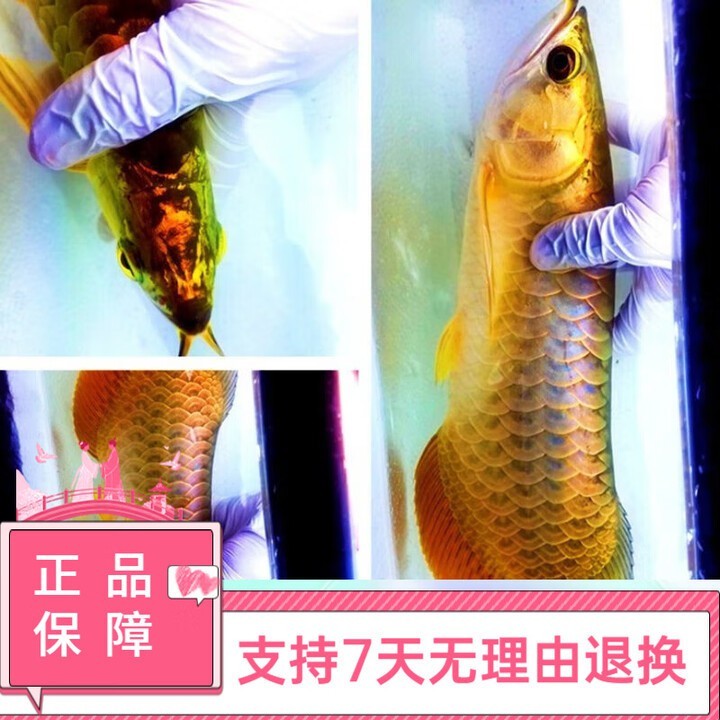 哪里可以買到正宗的古典過背金龍？