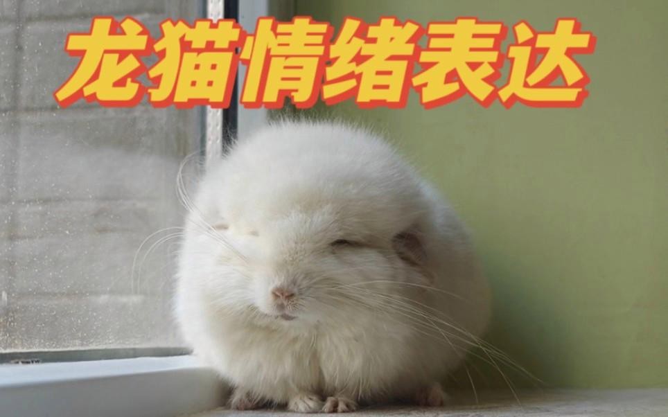 龍貓能理解人類的情緒嗎？