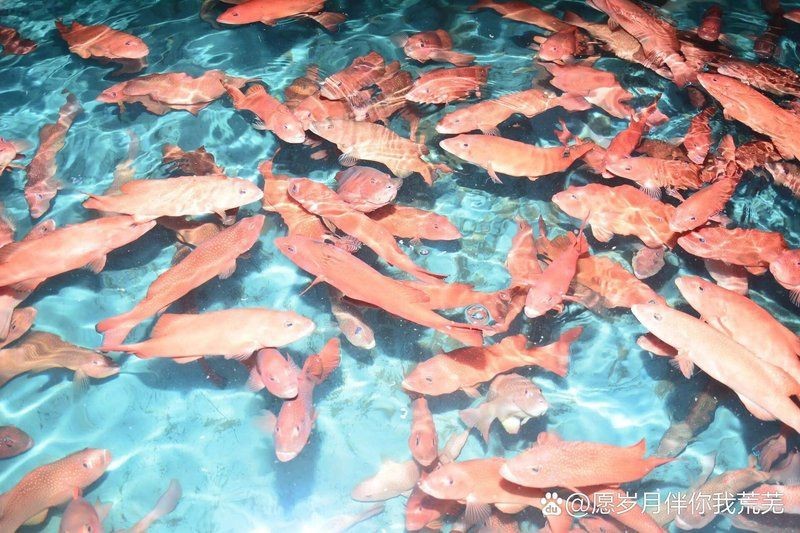 紅玫瑰石斑魚