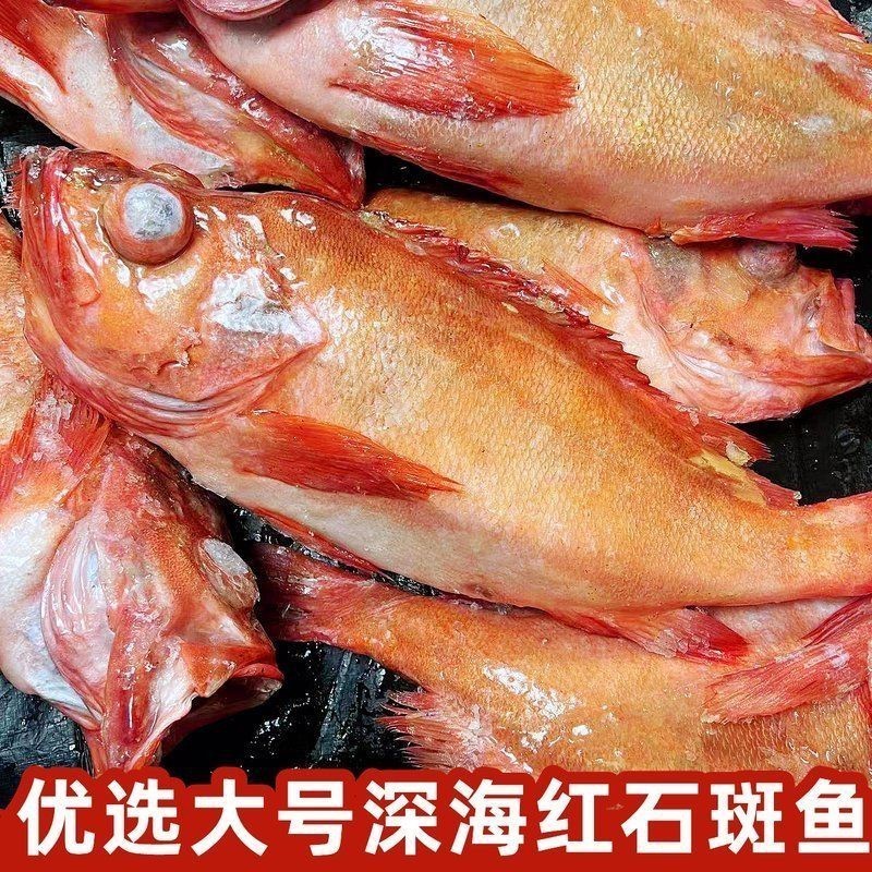 紅玫瑰石斑魚