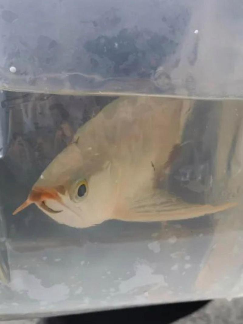 金龍魚是國家?guī)准?jí)保護(hù)動(dòng)物 金龍魚是國家?guī)准?jí)保護(hù)動(dòng)物 龍魚論壇 第7張