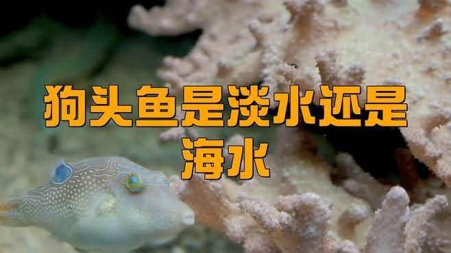 海水狗頭魚怎么養(yǎng)