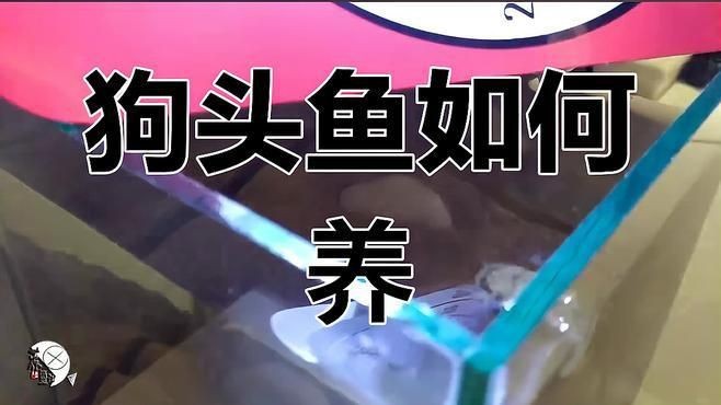 海水狗頭魚怎么養(yǎng)