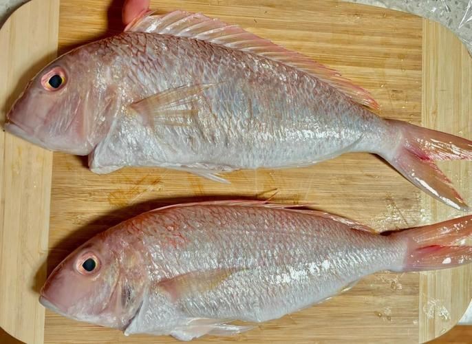 紅鯛魚圖片 龍魚論壇 第7張 紅鯛魚圖片 紅鯛魚圖片 龍魚論壇 第7張