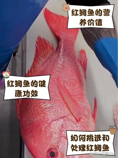 紅鯛魚圖片 龍魚論壇 第2張 紅鯛魚圖片 紅鯛魚圖片 龍魚論壇 第2張