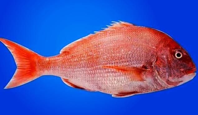 紅鯛魚圖片 龍魚論壇 第12張 紅鯛魚圖片 紅鯛魚圖片 龍魚論壇 第12張