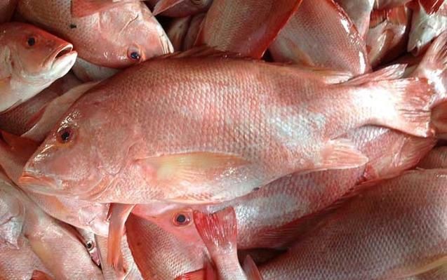 紅鯛魚圖片 龍魚論壇 第10張 紅鯛魚圖片 紅鯛魚圖片 龍魚論壇 第10張