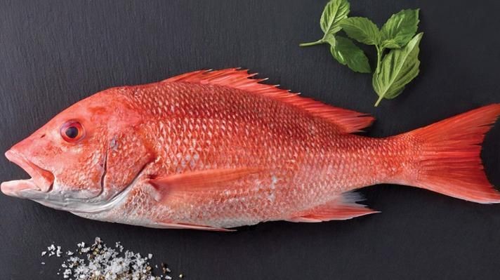 紅鯛魚圖片 龍魚論壇 第8張 紅鯛魚圖片 紅鯛魚圖片 龍魚論壇 第8張