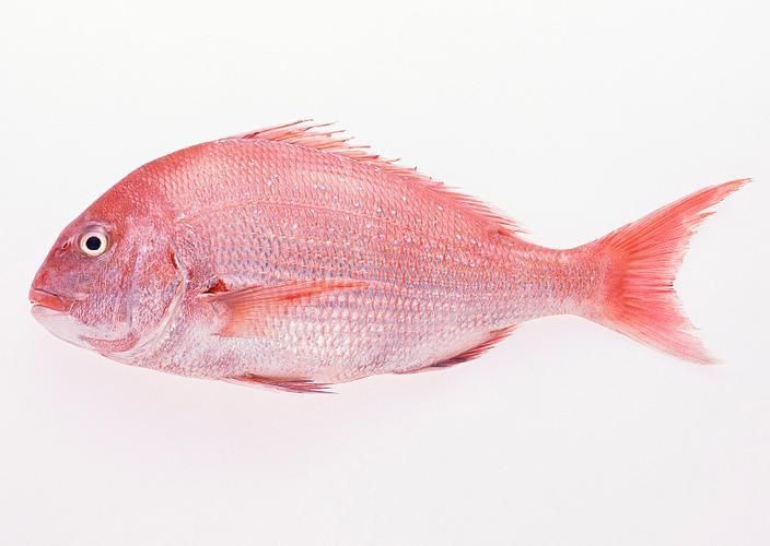 紅鯛魚圖片 龍魚論壇 第11張 紅鯛魚圖片 紅鯛魚圖片 龍魚論壇 第11張