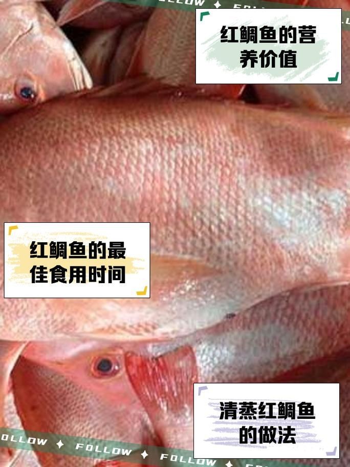 紅鯛魚圖片 龍魚論壇 第9張 紅鯛魚圖片 紅鯛魚圖片 龍魚論壇 第9張