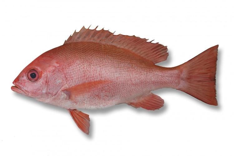 紅鯛魚圖片 龍魚論壇 第17張 紅鯛魚圖片 紅鯛魚圖片 龍魚論壇 第17張