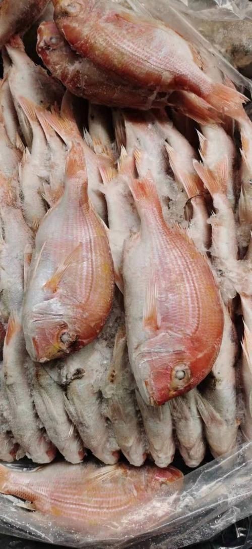 紅鯛魚圖片 龍魚論壇 第14張 紅鯛魚圖片 紅鯛魚圖片 龍魚論壇 第14張