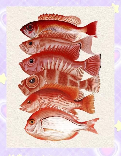紅鯛魚圖片 龍魚論壇 第15張 紅鯛魚圖片 紅鯛魚圖片 龍魚論壇 第15張
