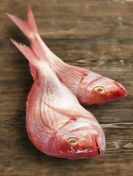 紅鯛魚圖片 龍魚論壇 第21張 紅鯛魚圖片 紅鯛魚圖片 龍魚論壇 第21張