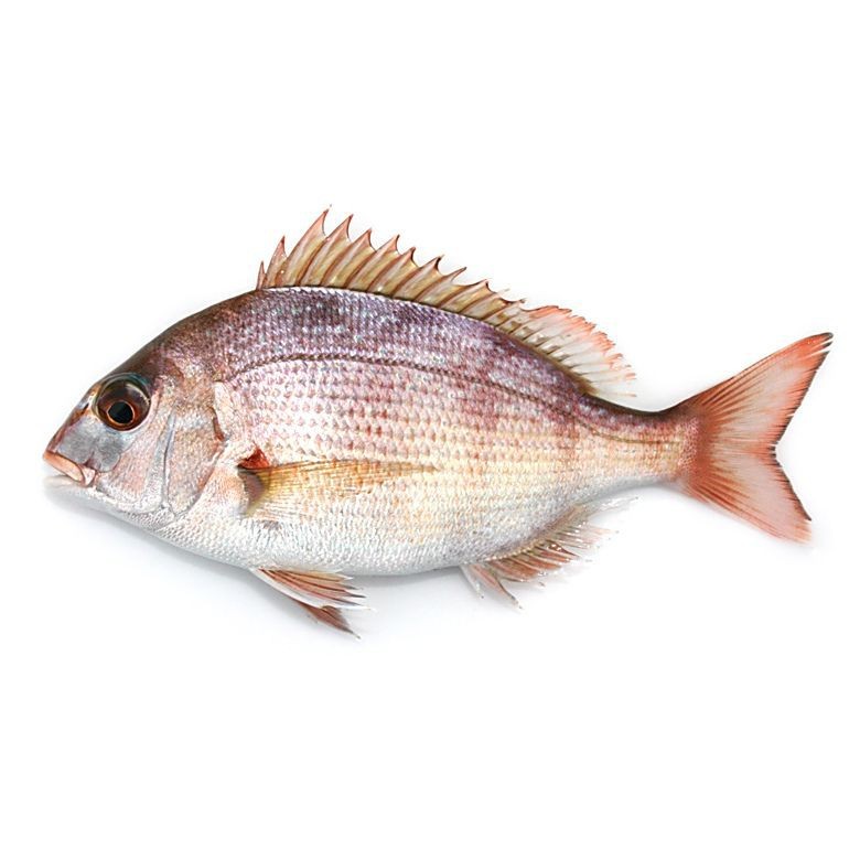 紅鯛魚圖片 龍魚論壇 第26張 紅鯛魚圖片 紅鯛魚圖片 龍魚論壇 第26張