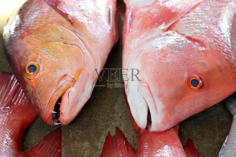 紅鯛魚圖片 龍魚論壇 第34張 紅鯛魚圖片 紅鯛魚圖片 龍魚論壇 第34張