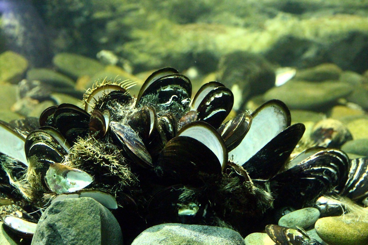 潯陽區旺旺水族館（潯陽區旺旺水族館地址）
