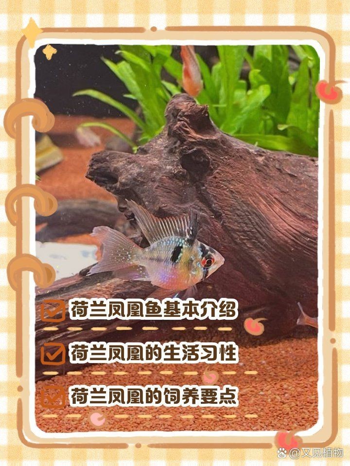 荷蘭鳳凰為什么不建議養(yǎng)呢 龍魚論壇 第1張 荷蘭鳳凰為什么不建議養(yǎng)呢 荷蘭鳳凰為什么不建議養(yǎng)呢 龍魚論壇 第1張