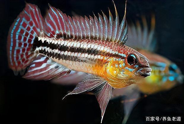 荷蘭鳳凰為什么不建議養(yǎng)呢 龍魚論壇 第3張 荷蘭鳳凰為什么不建議養(yǎng)呢 荷蘭鳳凰為什么不建議養(yǎng)呢 龍魚論壇 第3張