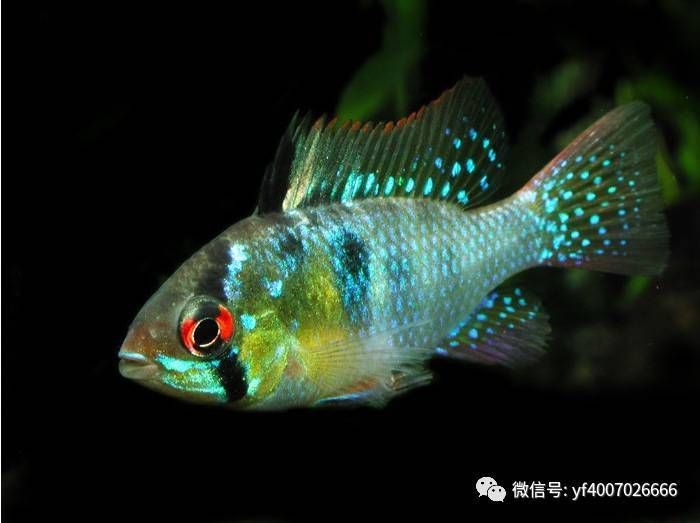 荷蘭鳳凰為什么不建議養(yǎng)呢 龍魚論壇 第17張 荷蘭鳳凰為什么不建議養(yǎng)呢 荷蘭鳳凰為什么不建議養(yǎng)呢 龍魚論壇 第17張