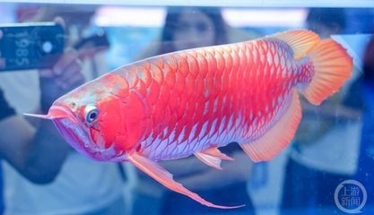 銀龍魚沉缸底（銀龍魚沉缸底是什么原因） 銀龍魚沉缸底（銀龍魚沉缸底是什么原因） 銀龍魚百科