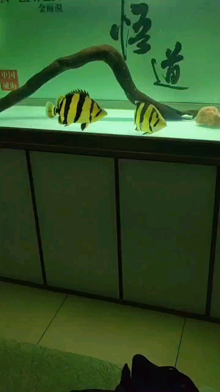 新5虎上將