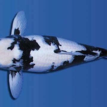 緋寫錦鯉墨多好還是少好