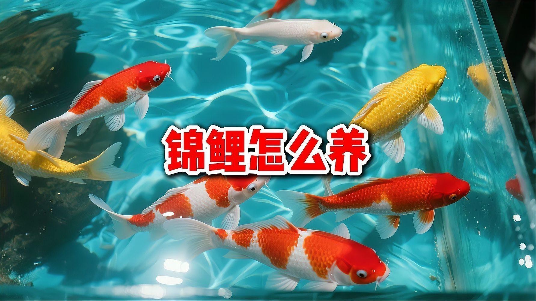 安龍縣魚缸制作經(jīng)營部（安龍縣魚缸制作經(jīng)營部詳細介紹）