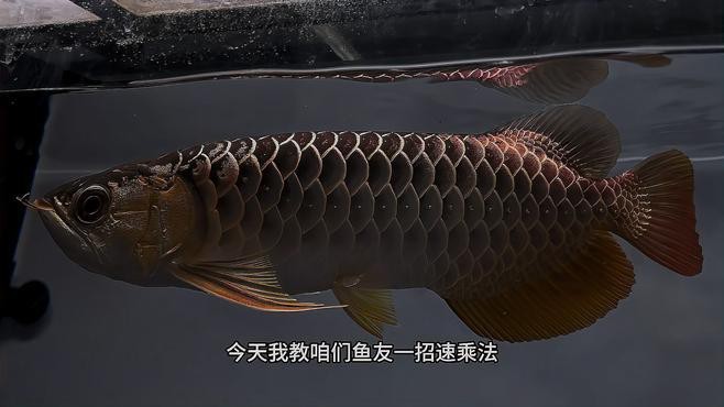 如何區分藍底過背金龍魚和普通金龍魚？