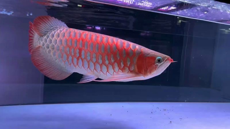 紅龍60cm不寬的優缺點