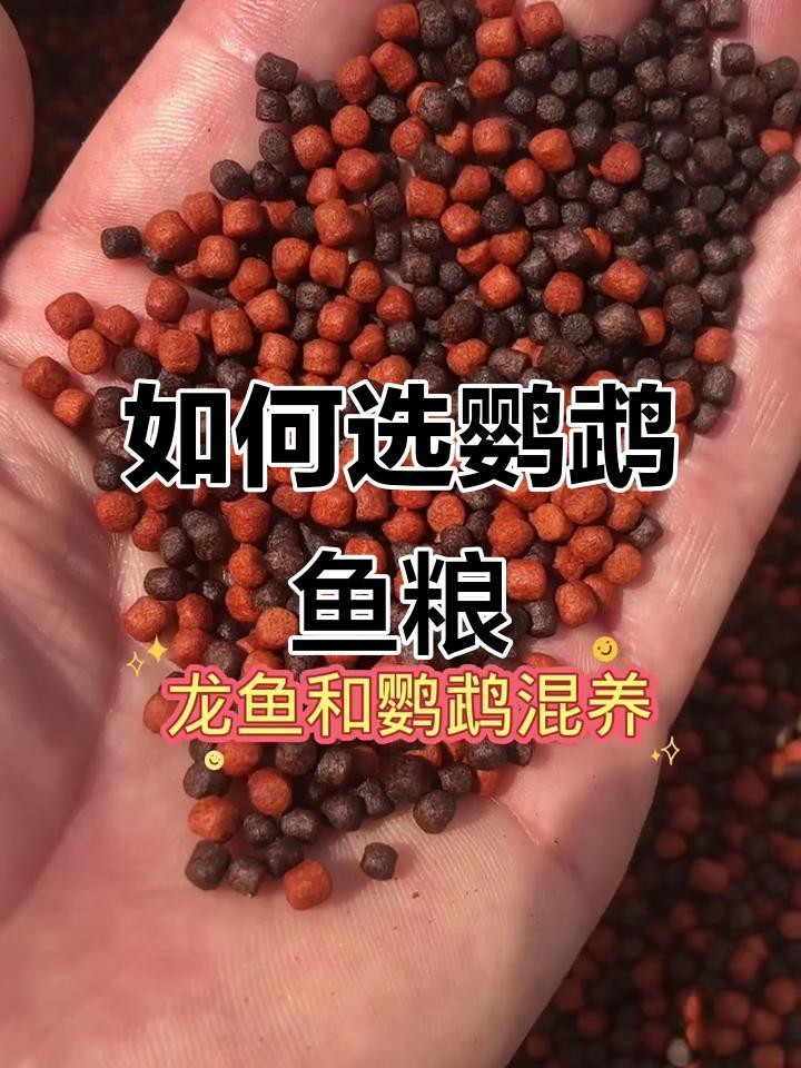 龍魚發色期間如何喂養？ 龍魚發色期間如何喂養？ 龍魚論壇 第7張