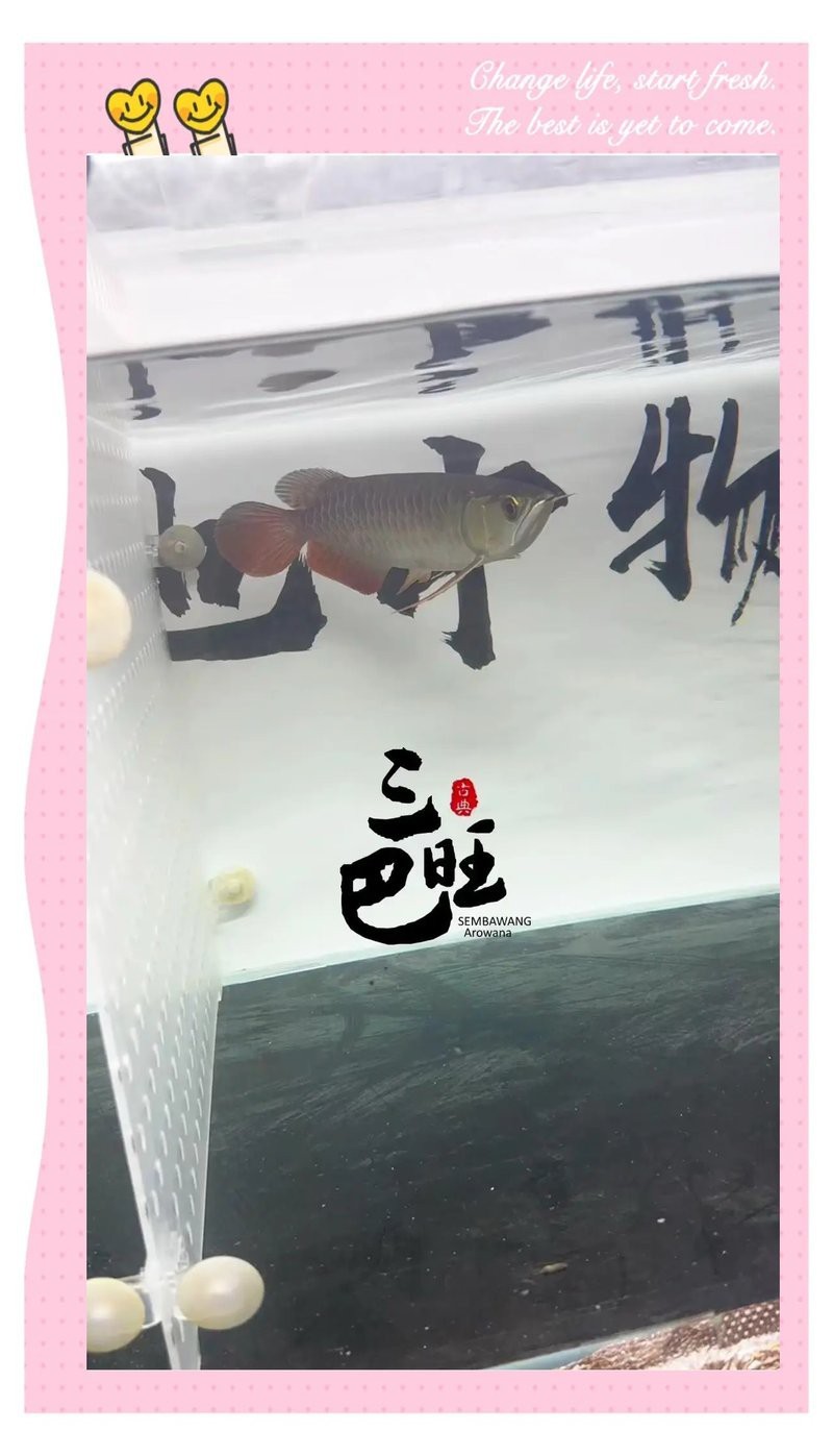 金龍魚圖片大全大圖銀龍魚(金龍魚圖片大全圖片)